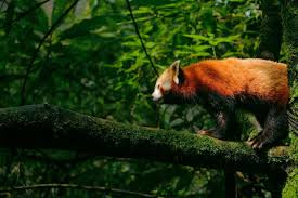 Red Panda Standing on a Tree