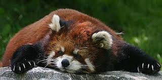 Red Panda Sleeping