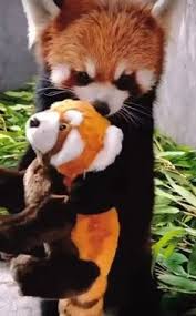 Red Panda Holding a stuffed red panda