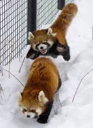 Red panda jumping at another red panda